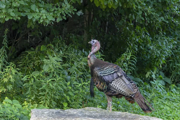 Den Vilda Kalkonen Meleagris Gallopavo Stadsparken Fågeln Hemma Nordamerika — Stockfoto