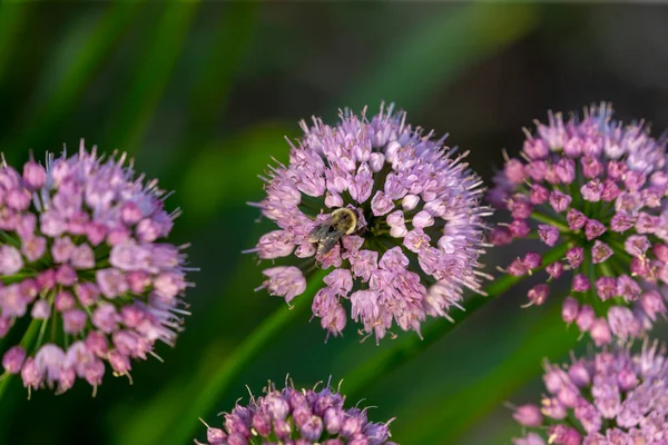 Ornamental onion plant Allium  Millenium , garden flower