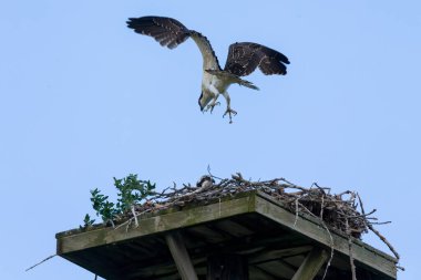 Batıdaki balık avı (Pandion haliaetus). Genç balıkbalığı ve ilk uçuşu yuvanın üzerinden geçiyor.