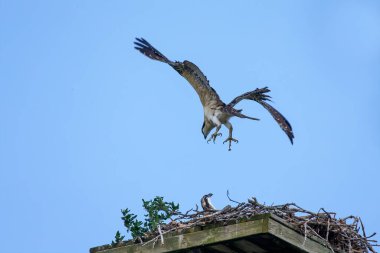 Batıdaki balık avı (Pandion haliaetus). Genç balıkbalığı ve ilk uçuşu yuvanın üzerinden geçiyor.
