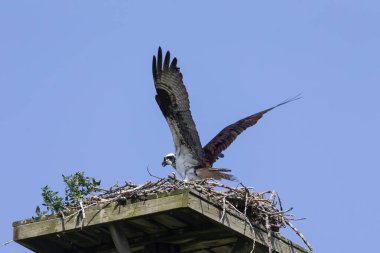 Yuvanın üzerinde (Pandion haliaetus) avları bulunur. Balık kartalı ya da daha açık olmak gerekirse balık kartalı, nehir şahini ve balık şahini olarak da bilinir..