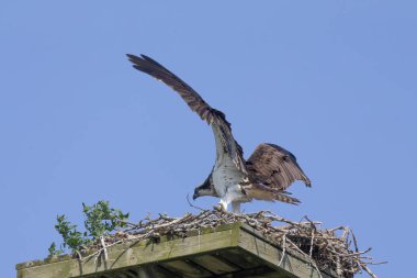 Yuvanın üzerinde (Pandion haliaetus) avları bulunur. Balık kartalı ya da daha açık olmak gerekirse balık kartalı, nehir şahini ve balık şahini olarak da bilinir..