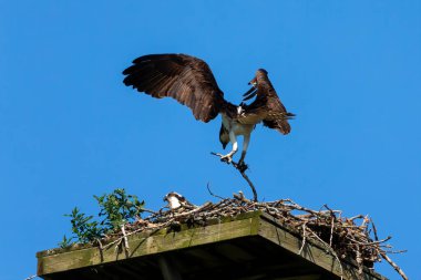 Batıdaki balık avı (Pandion haliaetus). Dişi, yuvaya bir ağaç dalı getirir.