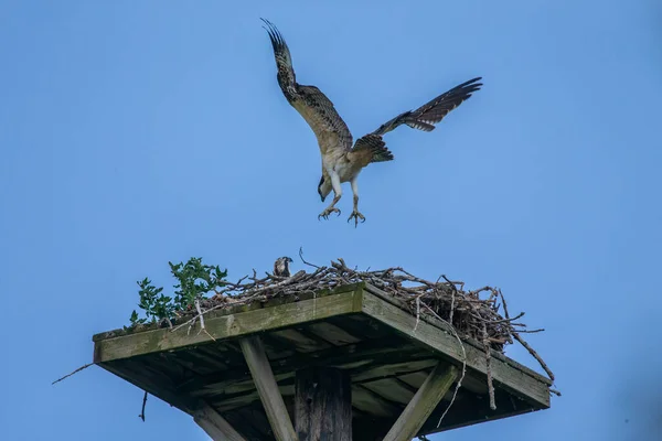 Ozdoba Zachodnia Pandion Haliaetus Młody Łupieżca Jego Pierwszy Lot Nad — Zdjęcie stockowe