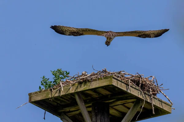 Western Osprey Pandion Haliaetus Joven Águila Pescadora Sus Primeros Intentos — Foto de Stock