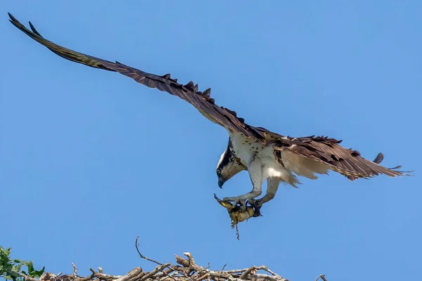 Der Westliche Fischadler Weibchen Bringen Gefangene Fische Ins Nest — Stockfoto
