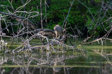Genç siyah taçlı gece balıkçıl (Nycticorax nycticorax) ava çıktı)