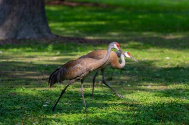 Şehir parkındaki kum tepesi vinci.