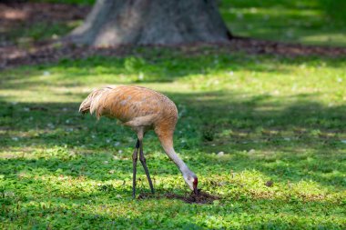 Şehir parkındaki kum tepesi vinci.