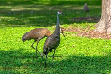 Şehir parkındaki kum tepesi vinci.