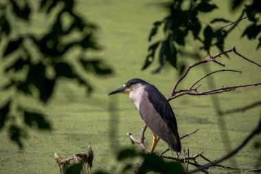 Siyah taçlı gece balıkçıl (Nycticorax nycticorax) ava çıktı