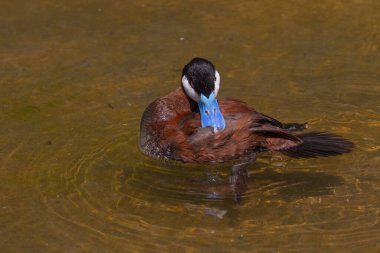  Lanet ördek - drake (Oxyura jamaicensis), Kuzey Amerikalı bir ördektir. 