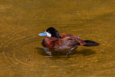 Lanet ördek - drake (Oxyura jamaicensis), Kuzey Amerikalı bir ördektir. 