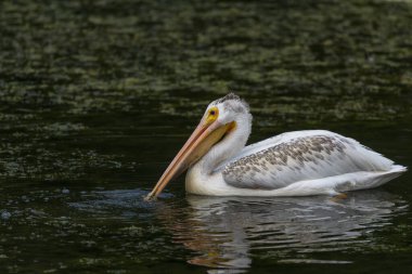 Amerikan beyaz pelikanı (Pelecanus erythrorhynchos) ava çıktı