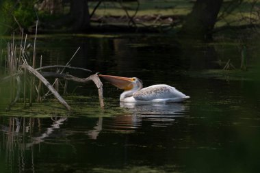 Amerikan beyaz pelikanı (Pelecanus erythrorhynchos) ava çıktı