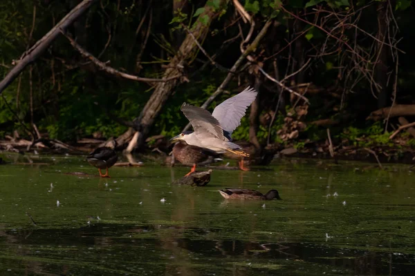 Der Schwarzkronenreiher Nycticorax Nycticorax Flug — Stockfoto