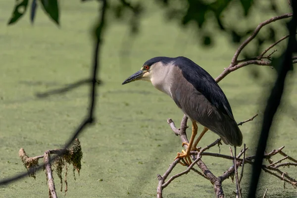 Black Crowned Night Heron Nycticorax Nycticorax Hunt — Stock Photo, Image