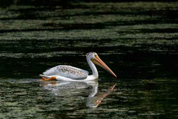 Американский Белый Пеликан Pelecanus Erythrorhynchos Охоте — стоковое фото