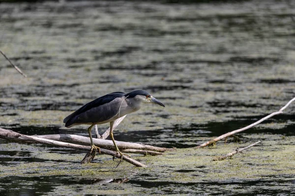 Héron Nuit Nycticorax Nycticorax Couronné Noir Sur Chasse — Photo
