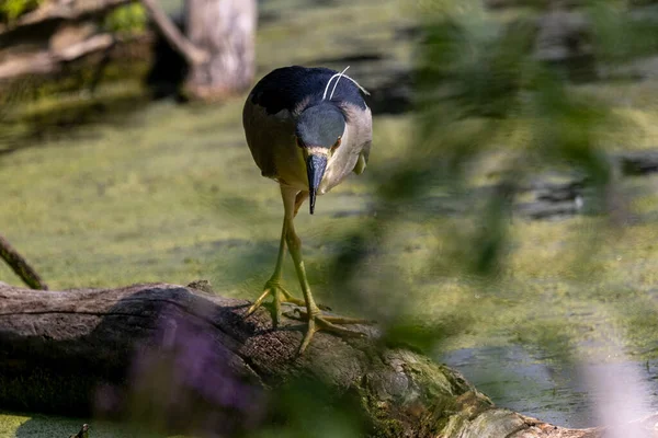 Der Schwarzkronenreiher Nycticorax Nycticorax Auf Der Jagd — Stockfoto