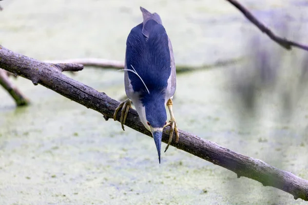 Garça Noite Coroada Preto Nycticorax Nycticorax Caça — Fotografia de Stock