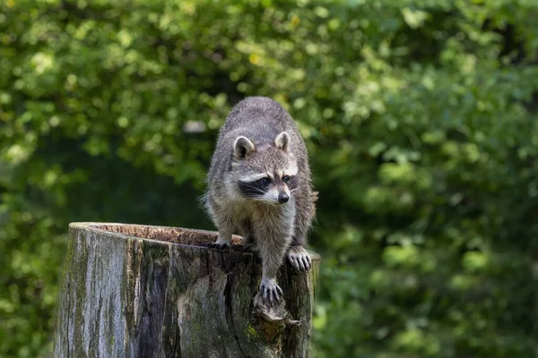 Mapache Procyon Lotor Parque — Foto de Stock