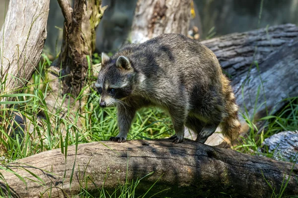 Mapache Procyon Lotor Parque — Foto de Stock