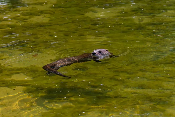 Severoamerická Říční Vydra Lontra Canadensis Známá Také Jako Severní Říční — Stock fotografie