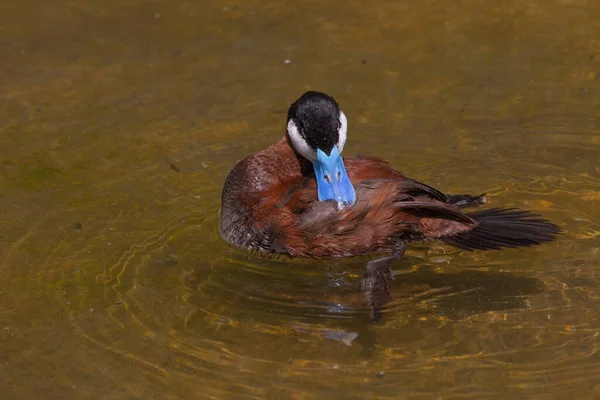 Κόκκινη Πάπια Drake Oxyura Jamaicensis Είναι Πάπια Από Βόρεια Αμερική — Φωτογραφία Αρχείου