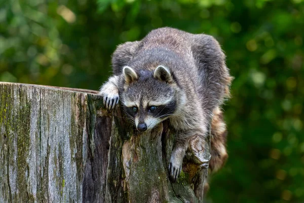 Mapache Procyon Lotor Parque — Foto de Stock