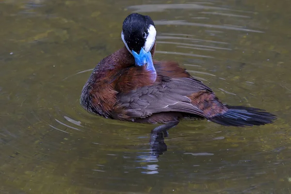 Den Rostiga Ankan Drake Oxyura Jamaicensis Anka Från Nordamerika — Stockfoto