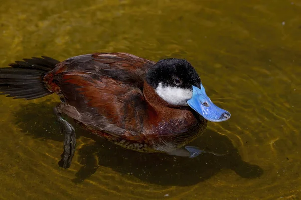 Rode Eend Oxyura Jamaicensis Een Eend Uit Noord Amerika — Stockfoto