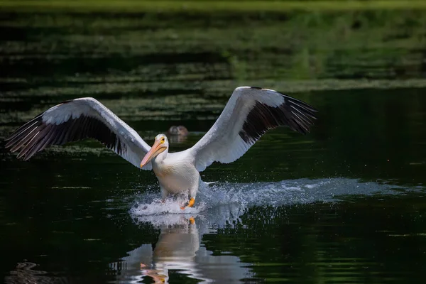 Американский Белый Пеликан Pelecanus Erythrorhynchos Падает Озеро — стоковое фото