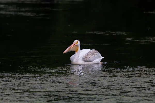 Американский Белый Пеликан Pelecanus Erythrorhynchos Охоте — стоковое фото