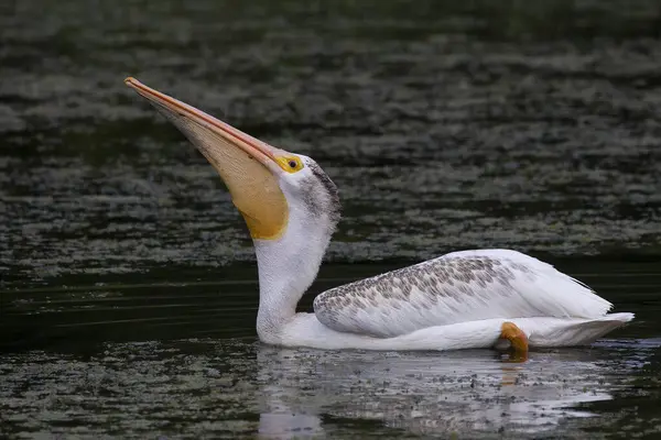 Американский Белый Пеликан Pelecanus Erythrorhynchos Охоте — стоковое фото