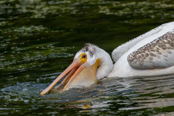Pelicano Branco Americano Pelecanus Erythrorhynchos Caça — Fotografia de Stock