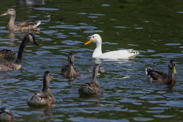 Pato Branco Anas Platyrhynchos Pato Leucista Raro Parque Wisconsin — Fotografia de Stock