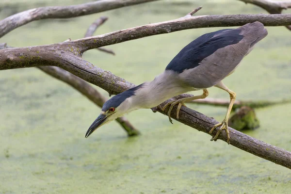 Der Schwarzkronenreiher Nycticorax Nycticorax Auf Der Jagd — Stockfoto