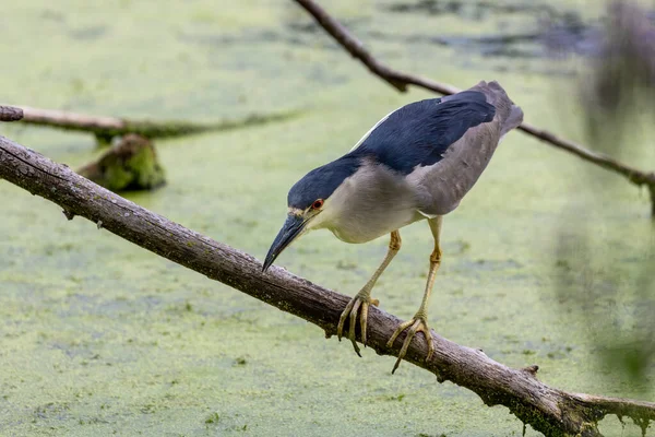 Héron Nuit Nycticorax Nycticorax Couronné Noir Sur Chasse — Photo