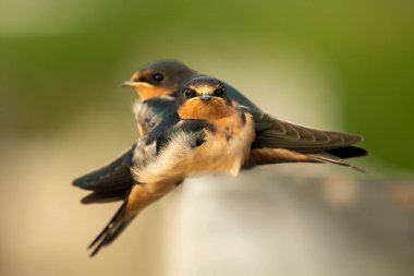 Ambar kırlangıcı (Hirundo rustica), yuvadan ayrıldıktan sonra genç..