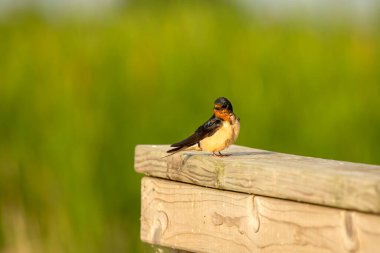 Ahır kırlangıcı (Hirundo rustica), korkulukta oturan yetişkin kuş.
