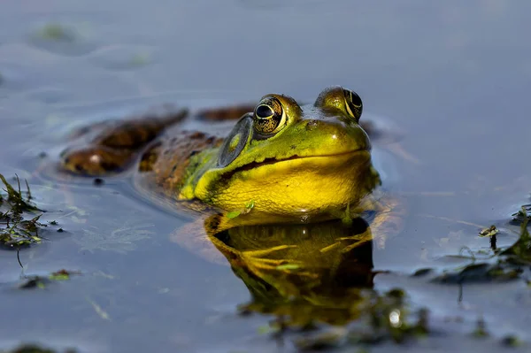 Grüner Frosch Natürliche Szene Aus Dem Naturschutzgebiet Des Bundesstaates Wisconsin — Stockfoto