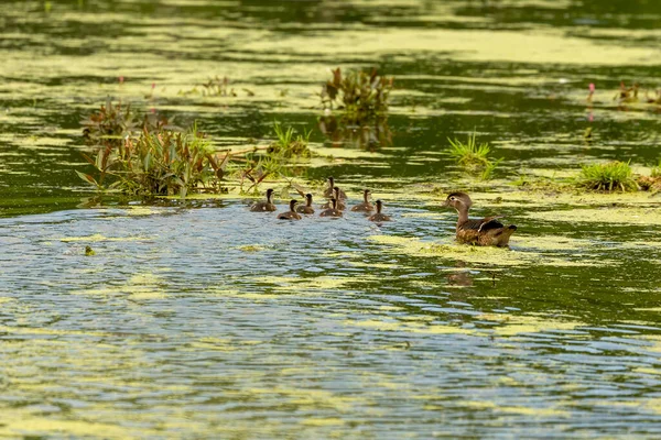 Die Waldenten Oder Carolina Ente Aix Sponsa Mit Entenküken — Stockfoto