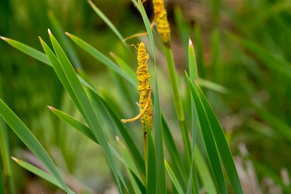 Plantas Com Flor Typha Conhecido Como Cattail — Fotografia de Stock