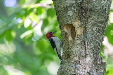 Kızıl başlı ağaçkakan (Melanerpes eritrocephalus) yavrular için yuvadaki boşluğa yiyecek getirir.