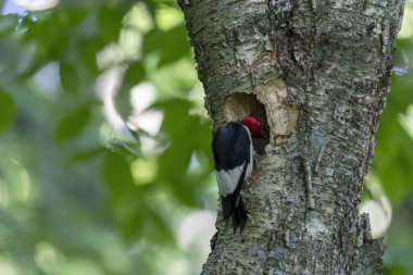 Kızıl başlı ağaçkakan (Melanerpes eritrocephalus) yavrular için yuvadaki boşluğa yiyecek getirir.