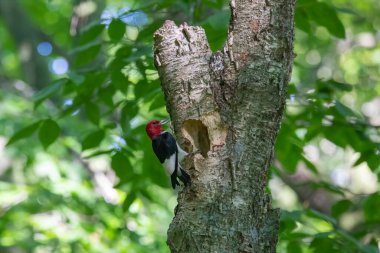 Kızıl başlı ağaçkakan (Melanerpes eritrocephalus) yavrular için yuvadaki boşluğa yiyecek getirir.