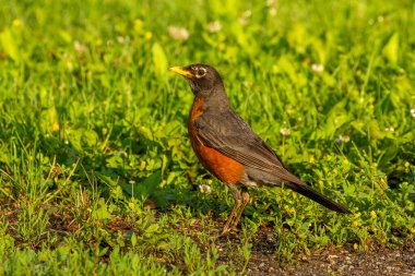 Bir çayır üzerinde Amerikan bülbülü (Turdus migratorius)