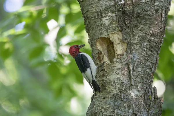 赤い頭をしたキツツキ Melanerpes Erythrocephalus は若い人のための食物を入れ子にする空洞 — ストック写真