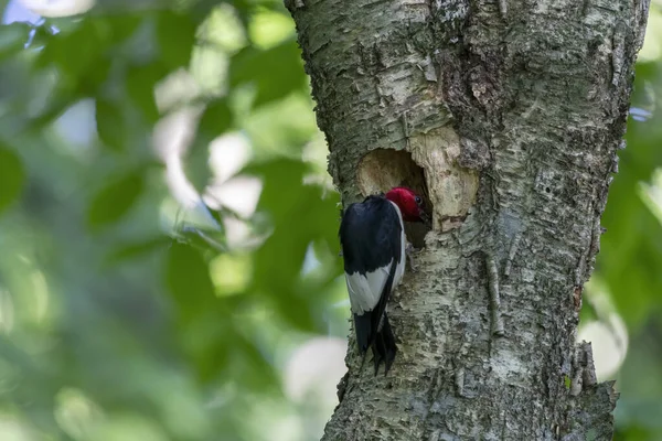 Pic Tête Rouge Melanerpes Erythrocephalus Apporte Nourriture Aux Jeunes Dans — Photo